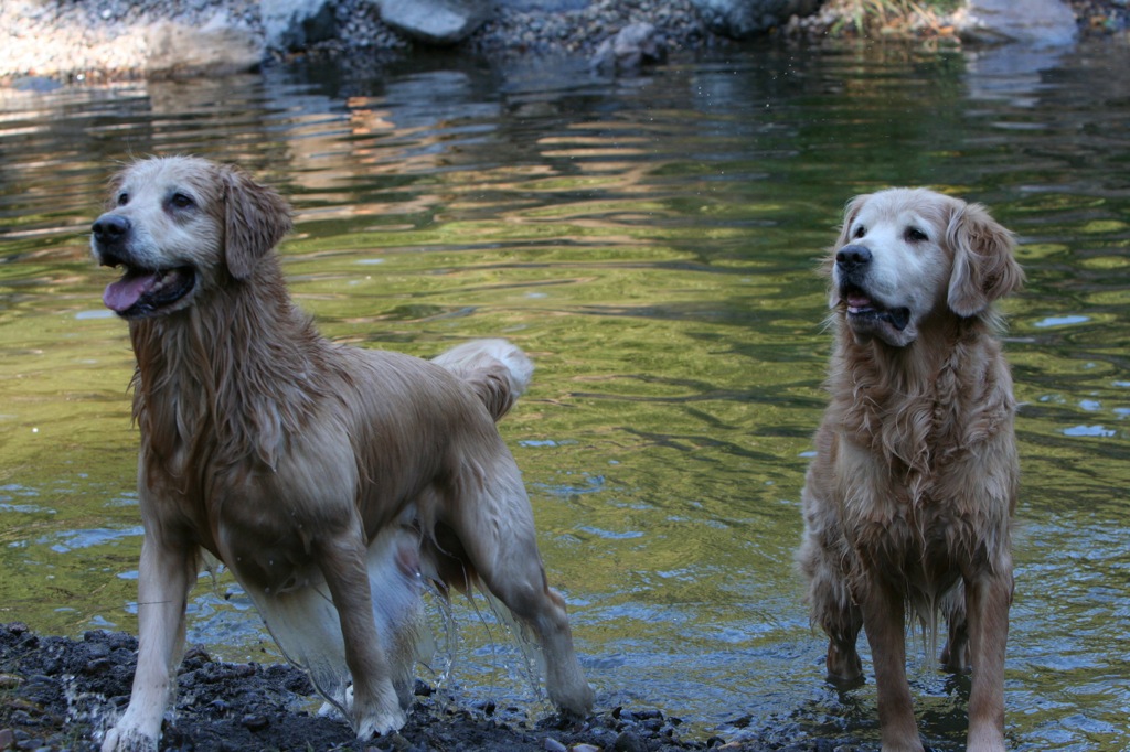 Northwest Goldens