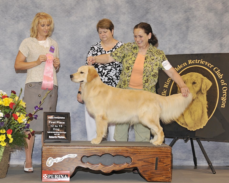 Judy Slayton Northwest Goldens Breeder Of Golden Retrievers