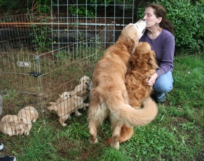 Northwest Goldens